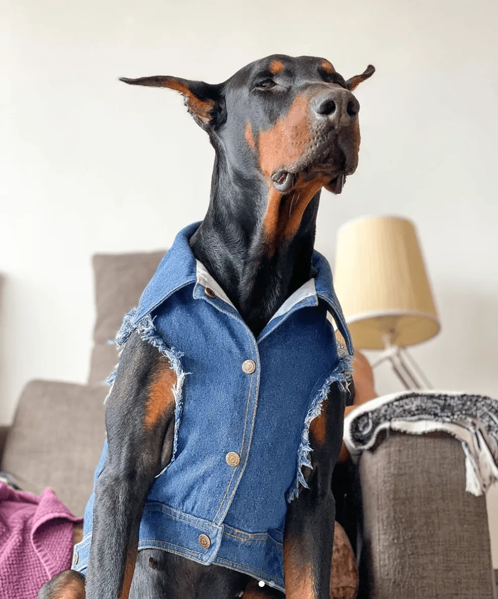 Denim Dog Vest Raw Blue - Unpatched