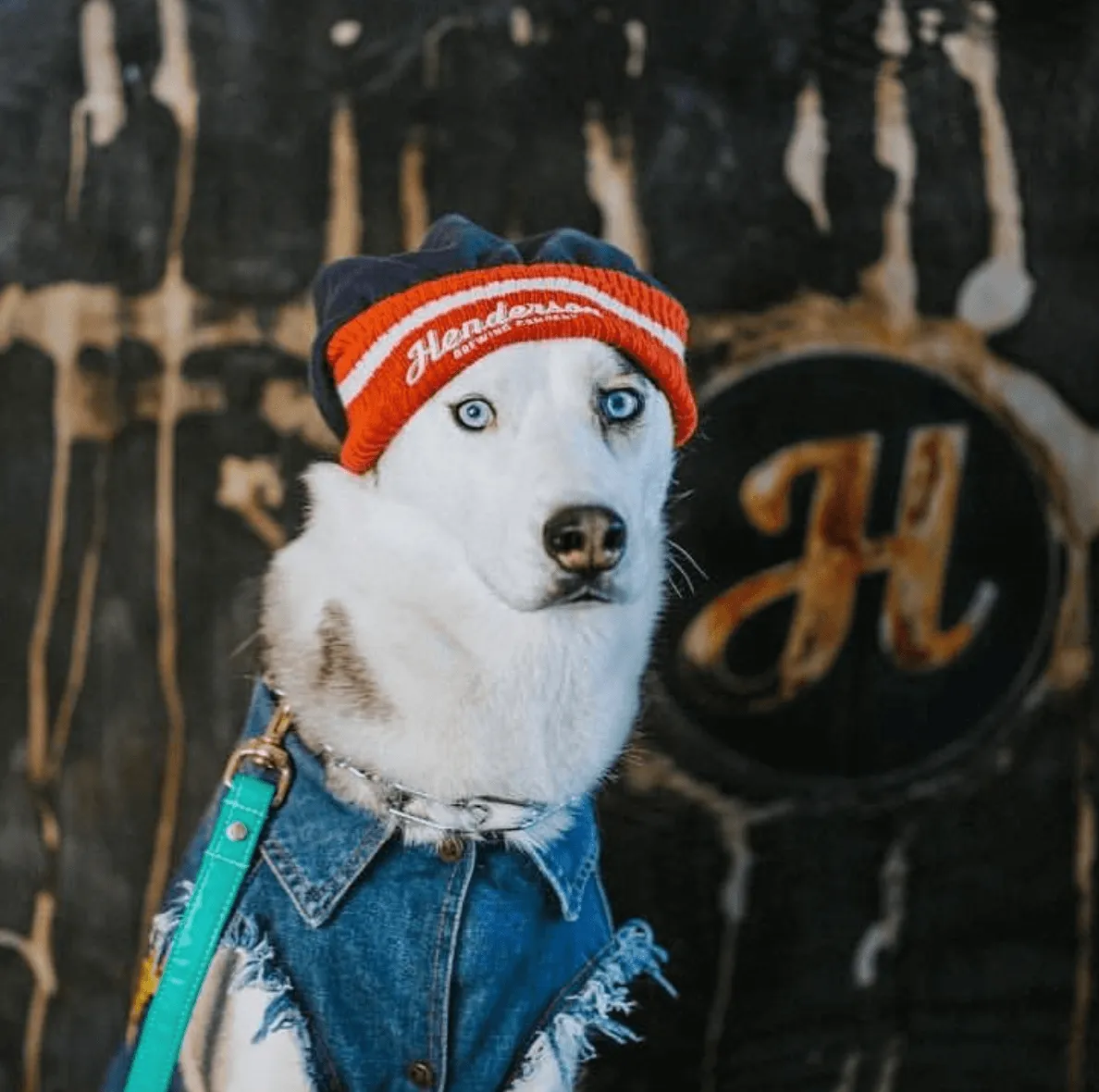 Denim Dog Vest Raw Blue - Unpatched