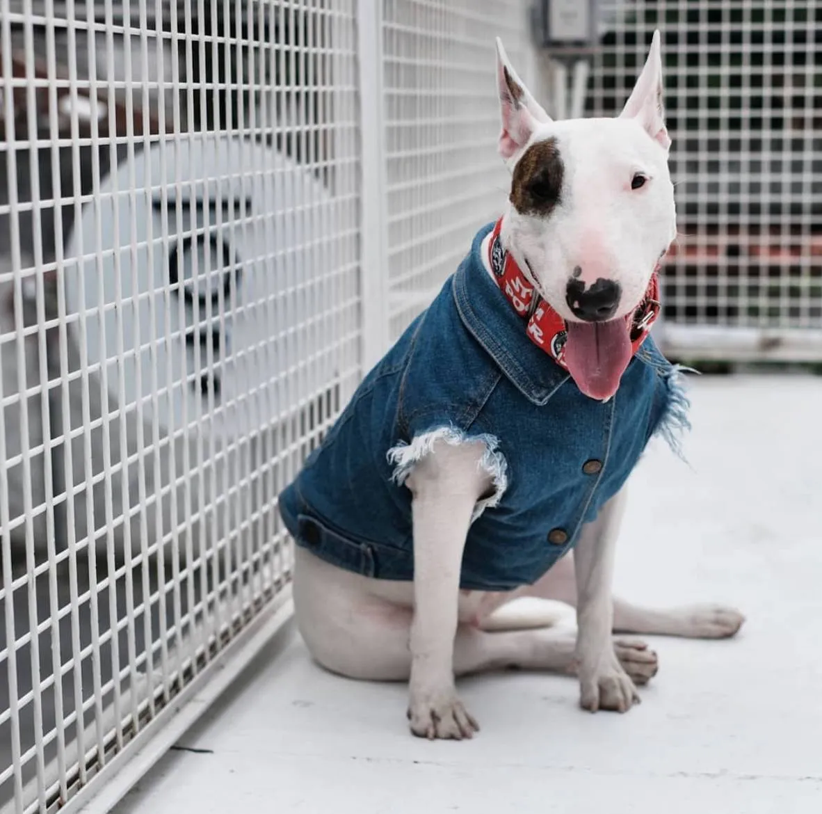 Denim Dog Vest Raw Blue - Unpatched